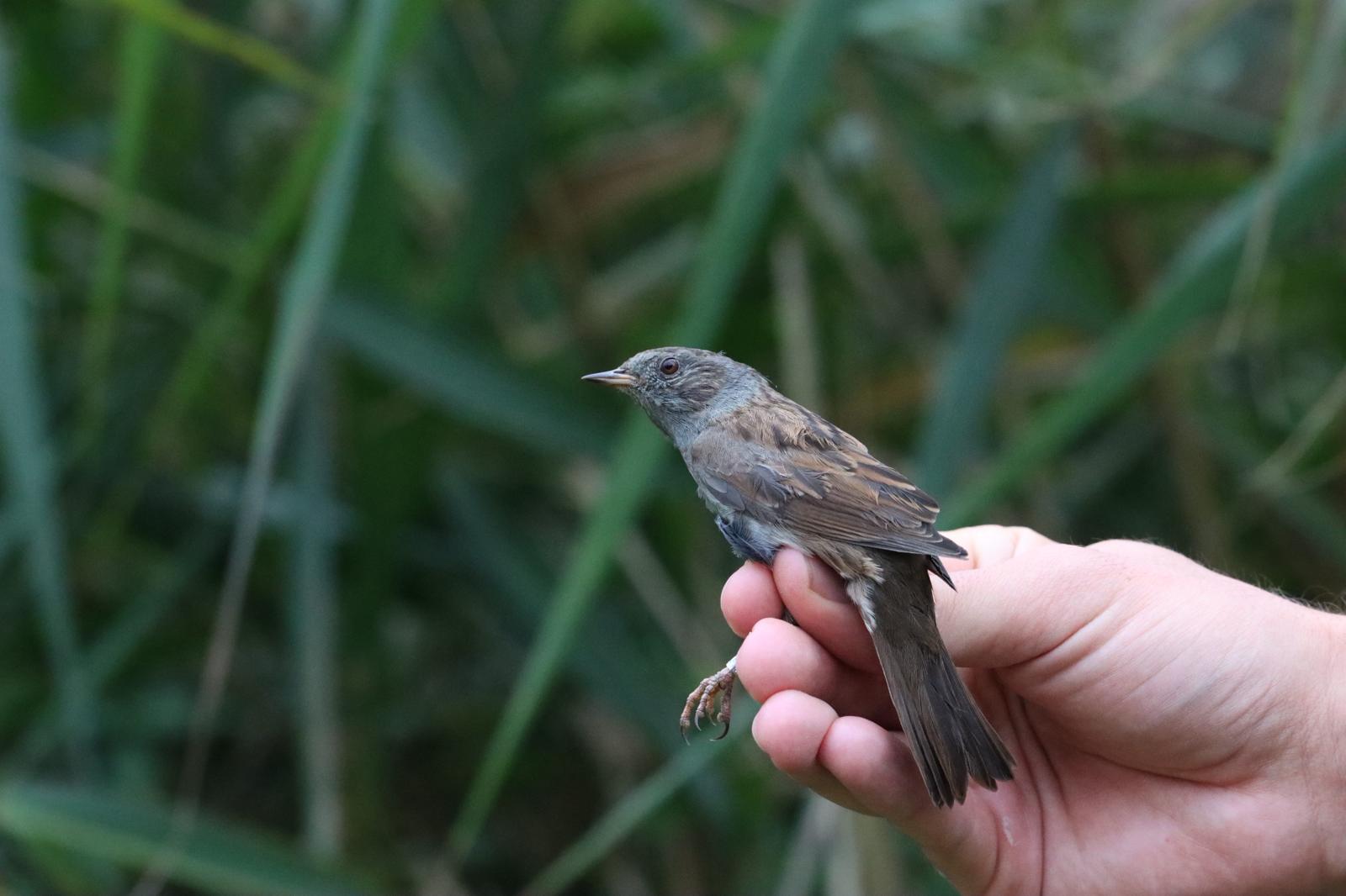 L'une des stars de la journée... Le splendide Accenteur mouchet !