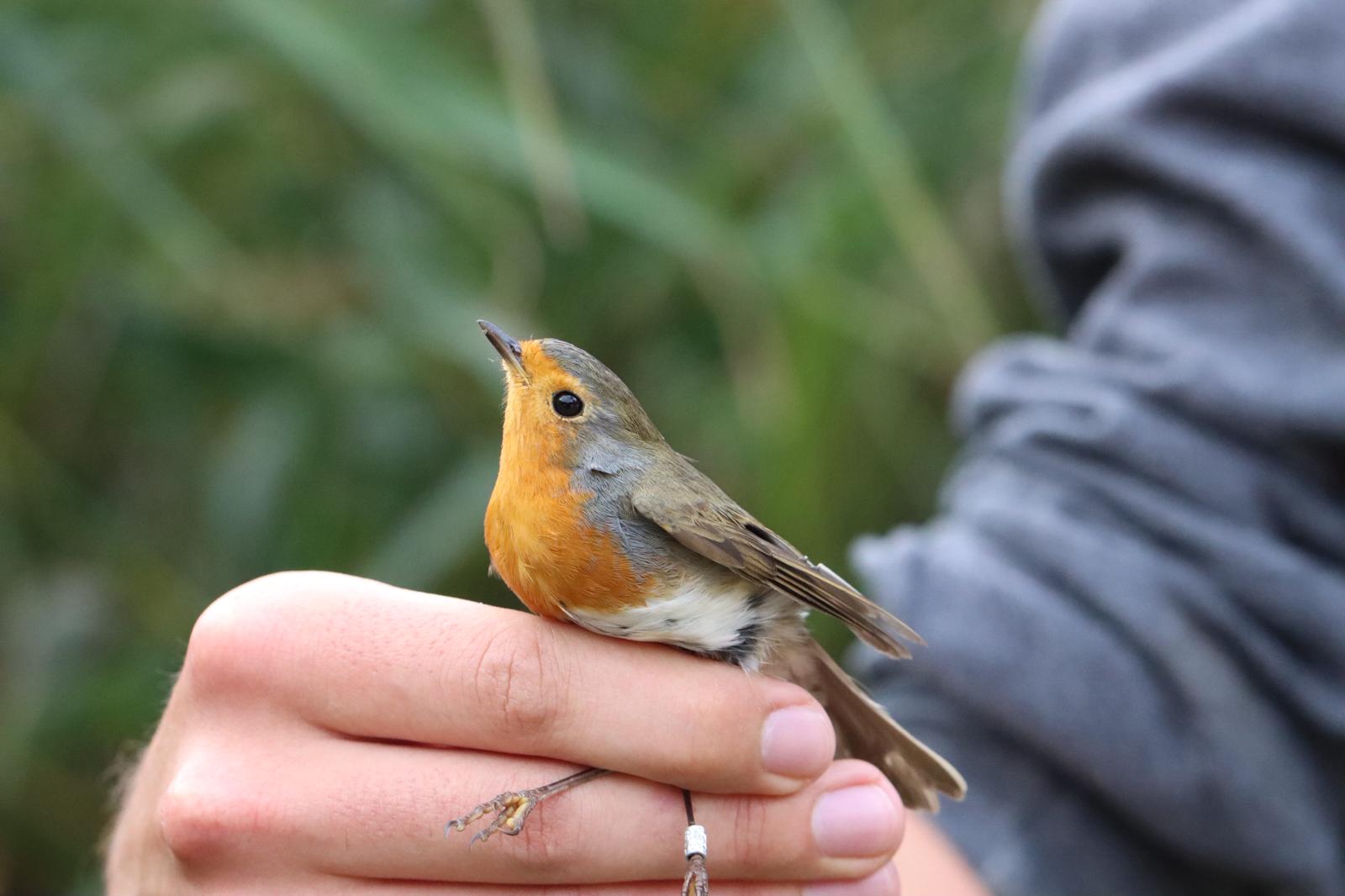 Que serait une session de baguage sans Rougegorge..?