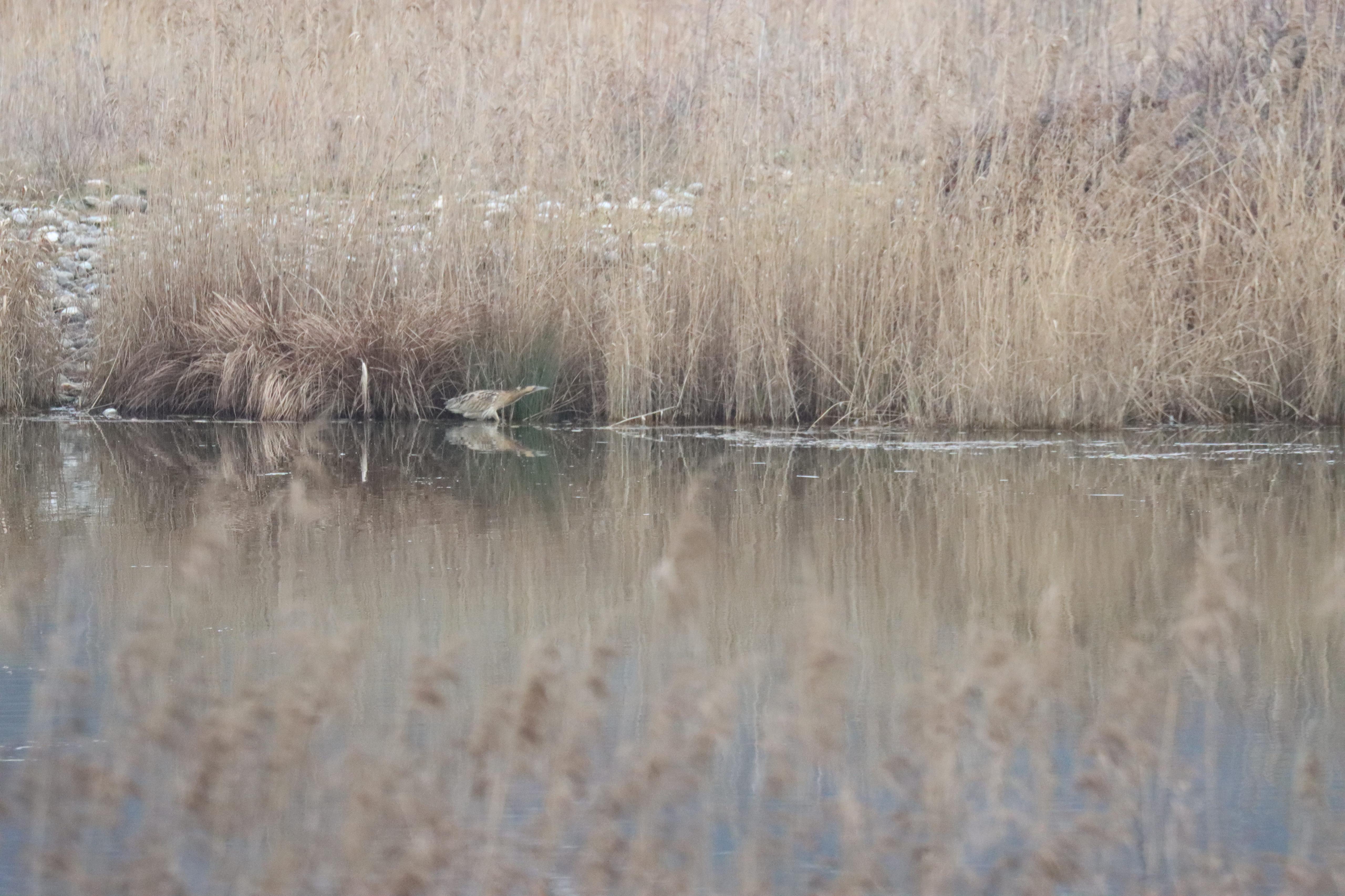 Le discret Butor étoilé, longeant son étang...