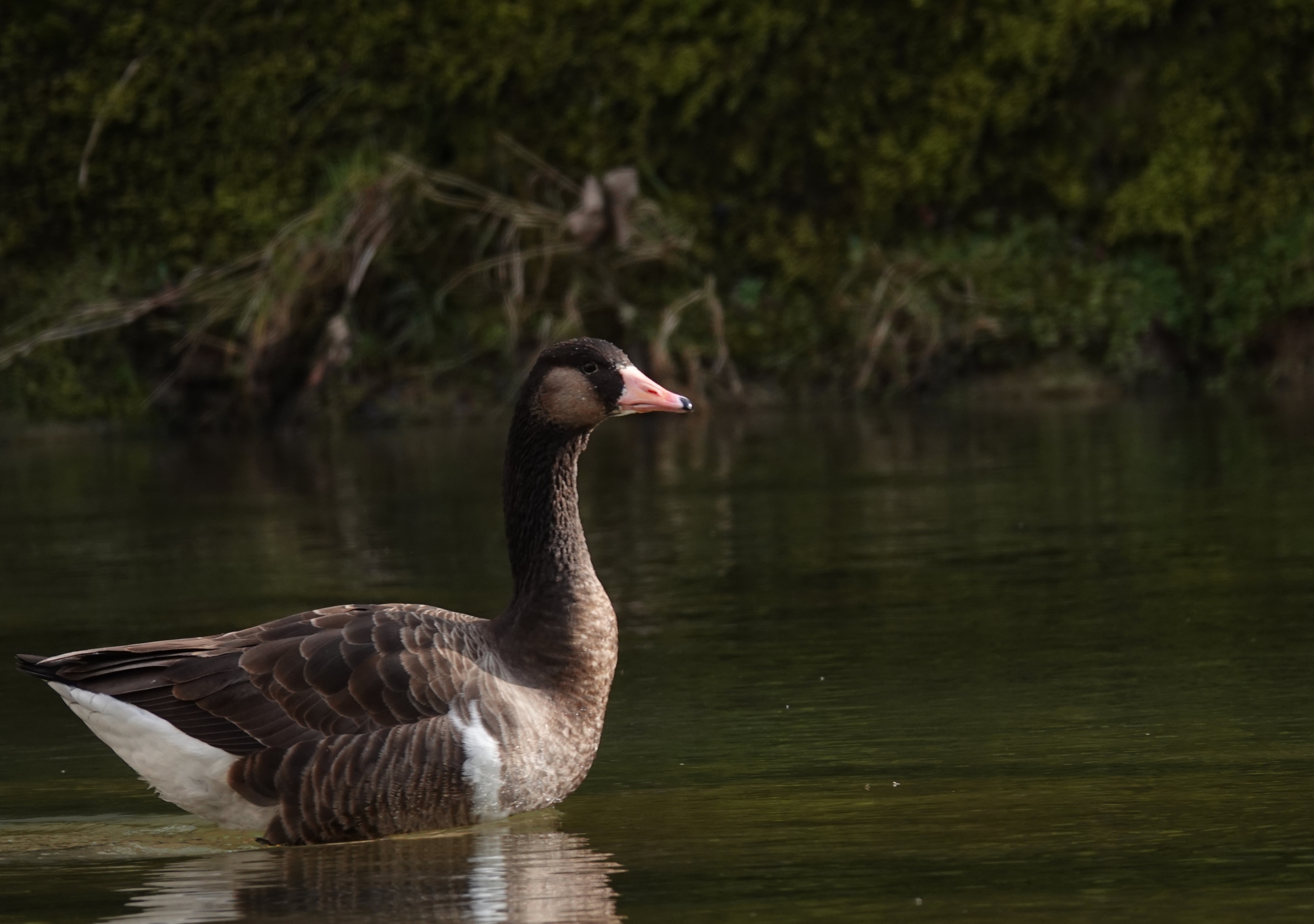 Oie hybride entre Oie cendrée et Oie du Canada