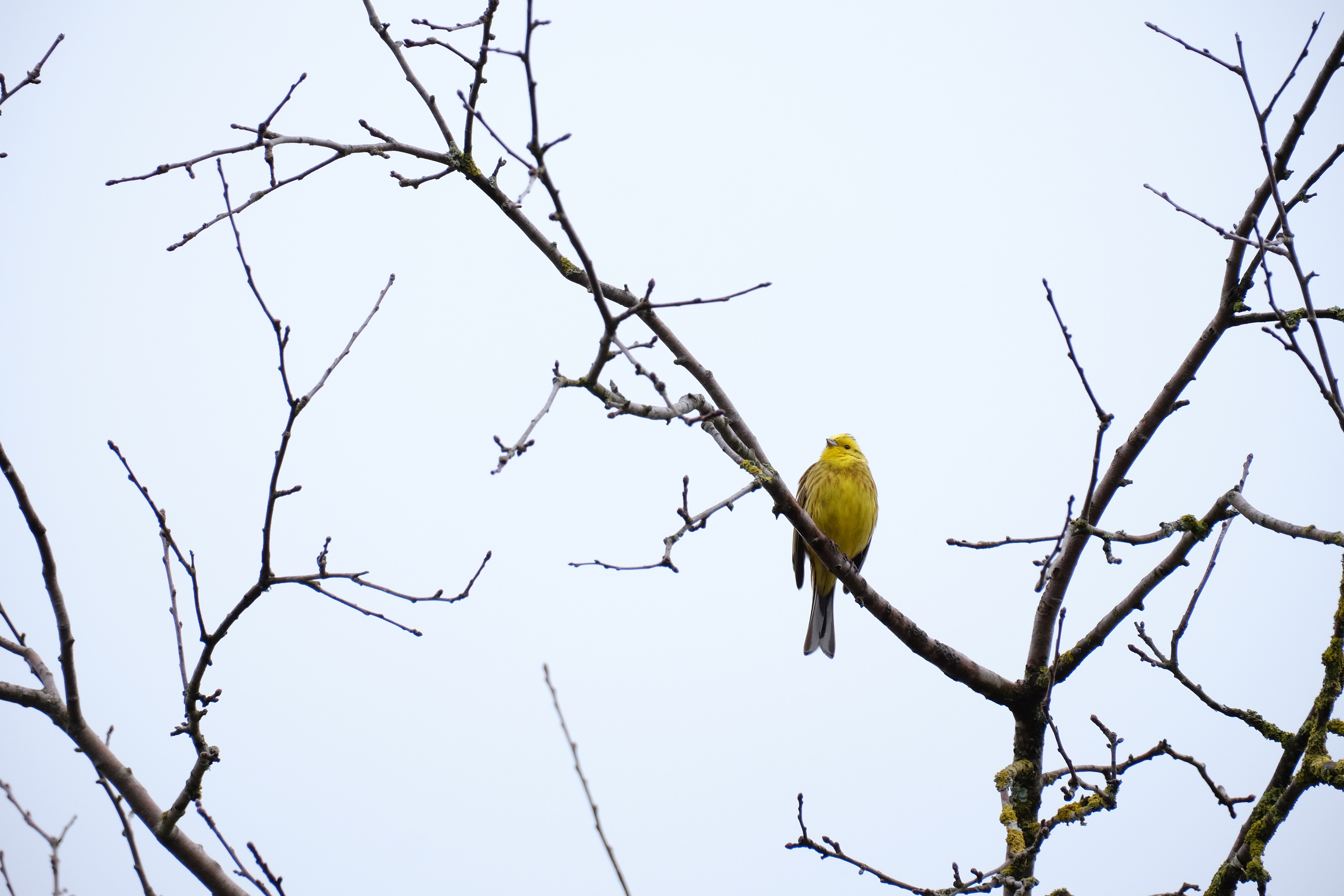 Bruant jaune