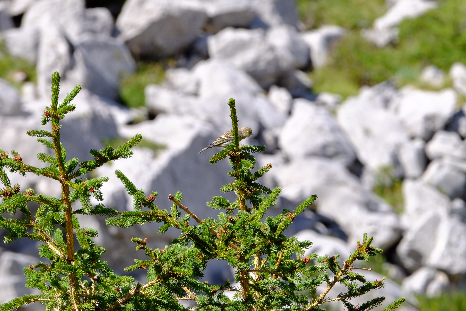 Venturon Montagnard