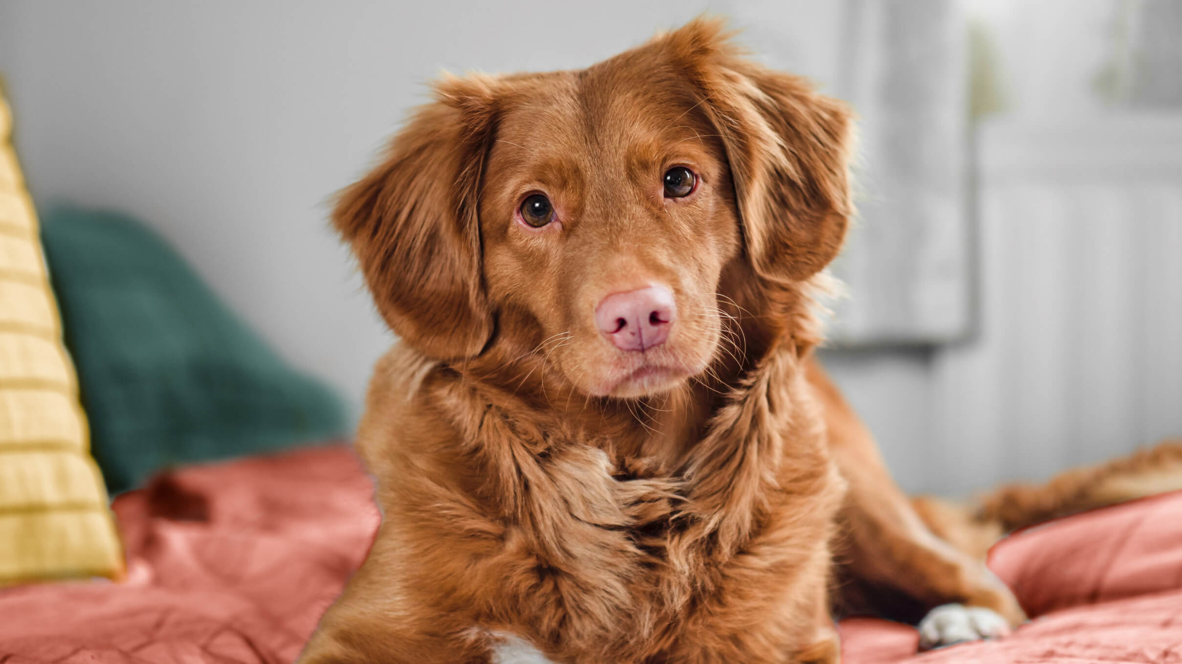 5 essential commands you can teach to your dog