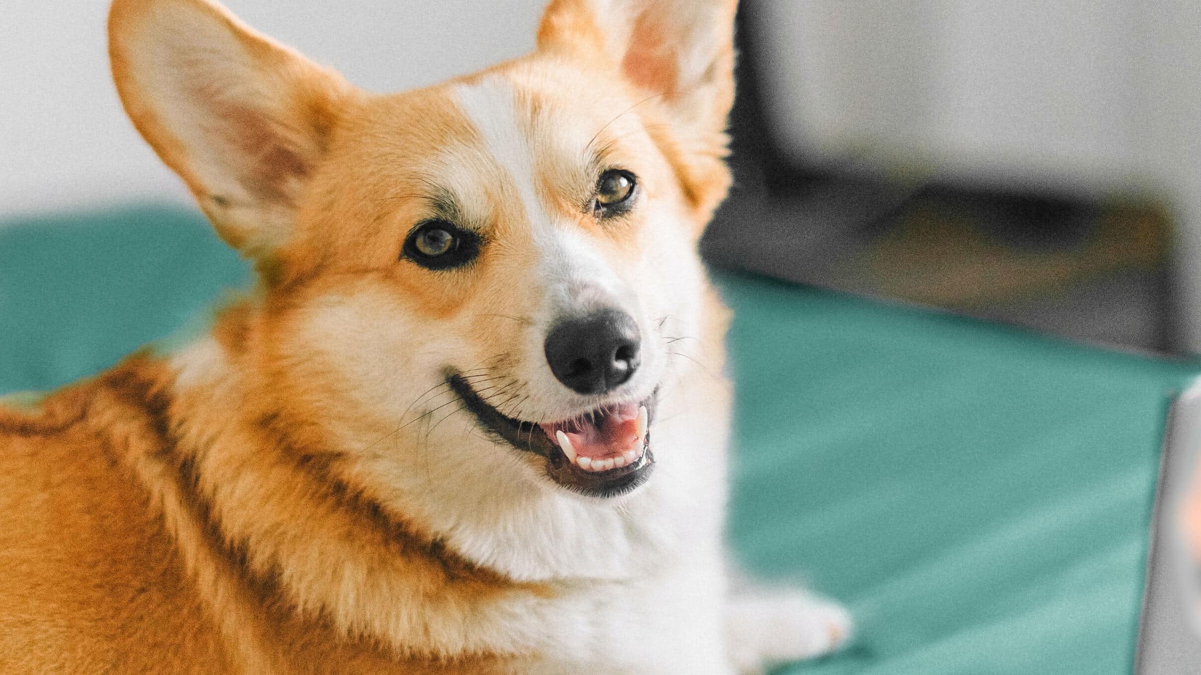 How to adopt a dog: Everything you need to know