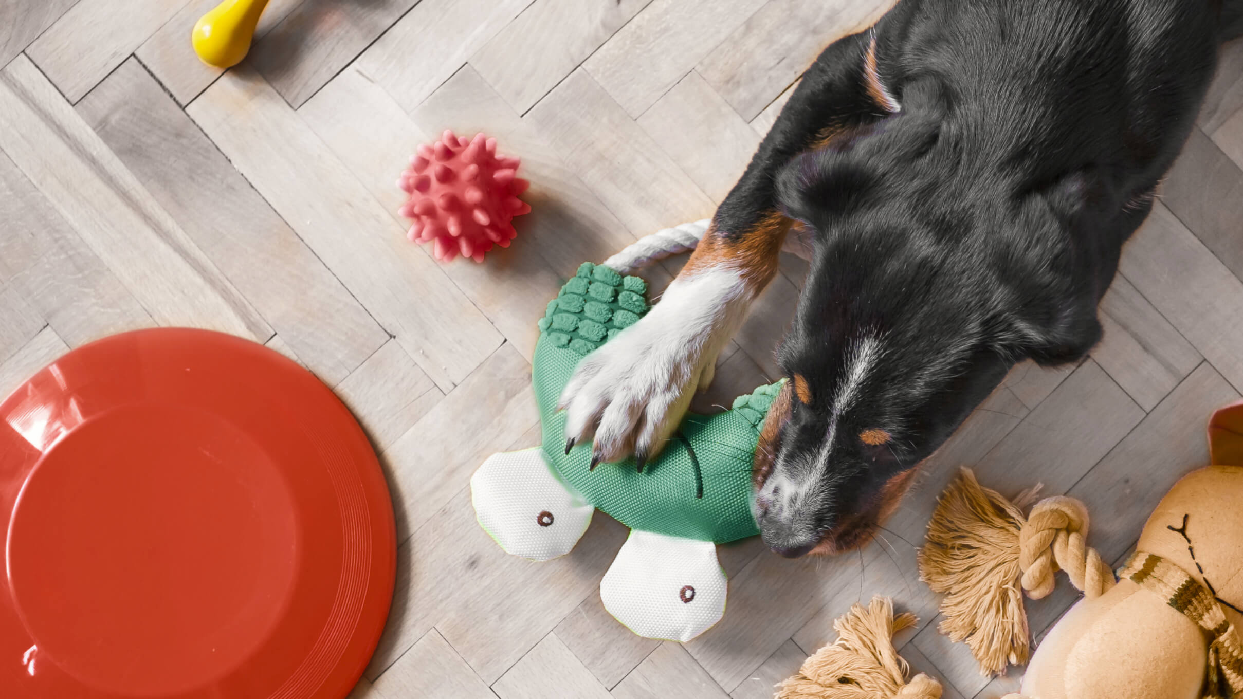 Dog toys: How to pick the best and the safest