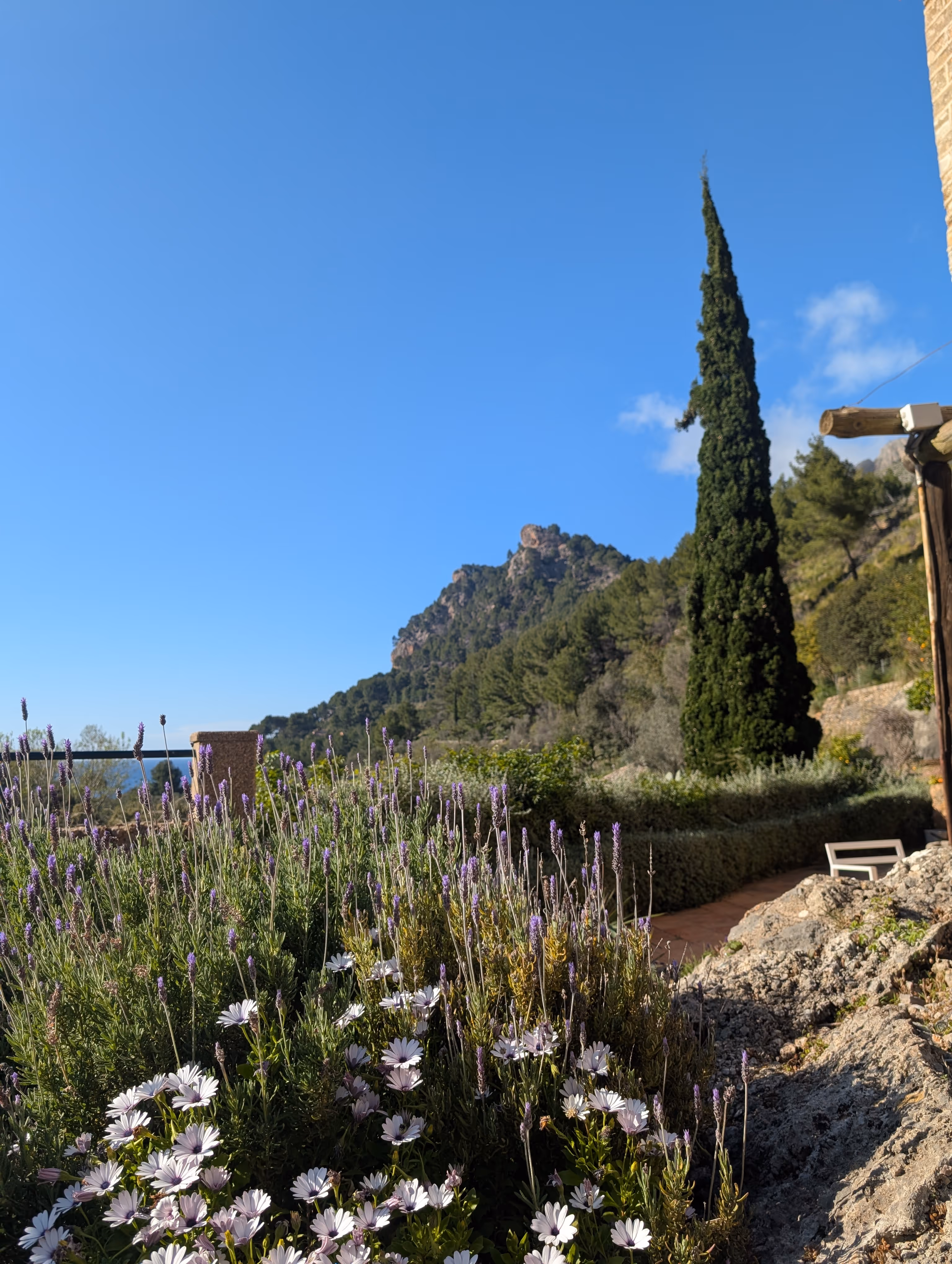 Lavender-filled garden with mountain views, a tall cypress tree, and clear blue sky at Finca Higo.