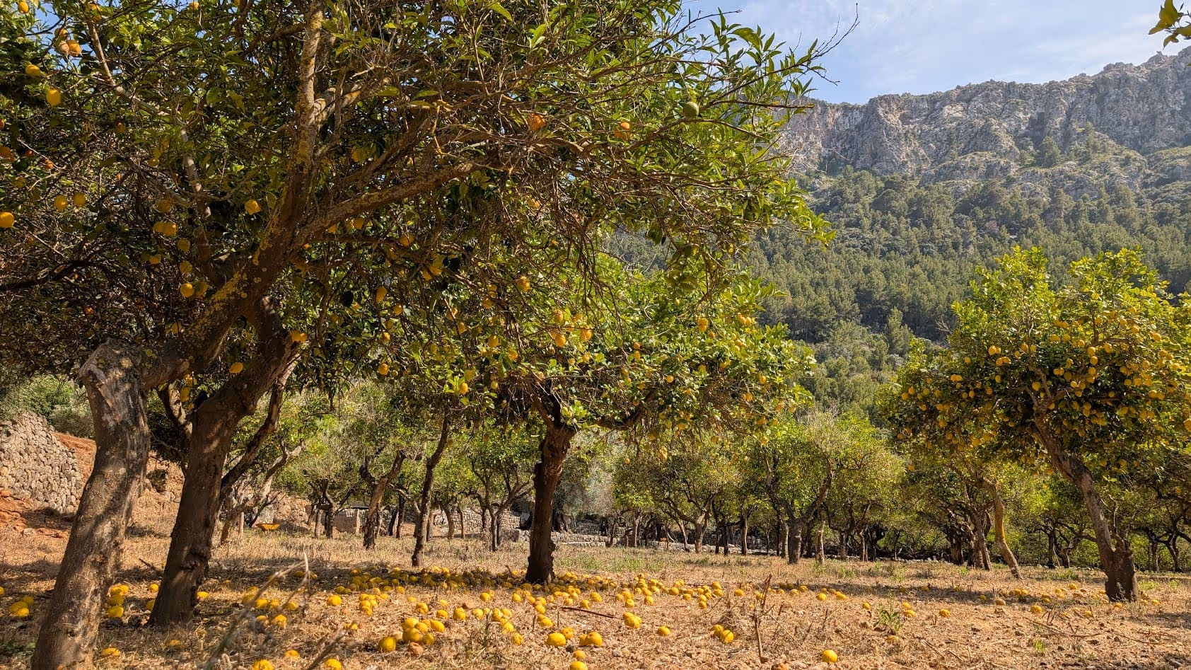 Sunlit olive or fruit tree grove surrounded by dry grass and mountains, capturing the rustic charm of Mallorca’s countryside.