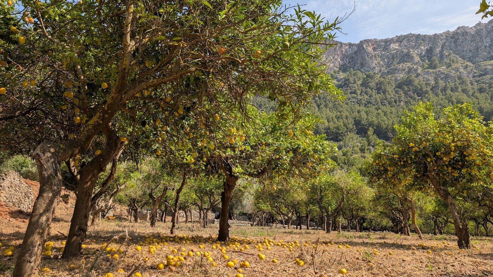 Sunlit olive or fruit tree grove surrounded by dry grass and mountains, capturing the rustic charm of Mallorca’s countryside.