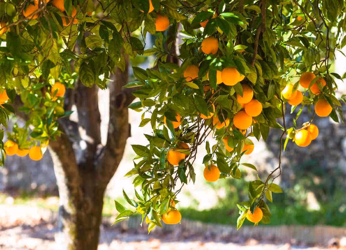 Ripe citrus fruits hanging from a tree at Finca Higo.