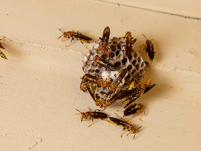 paper wasps building nest on porch ceiling