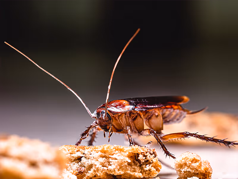 adult cockroach feeding on kitchen crumbs