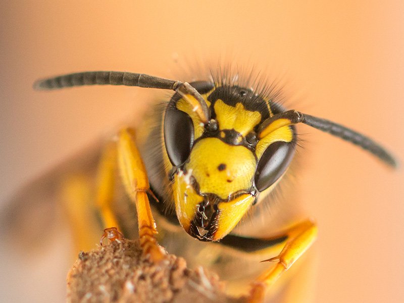 yellow jacket