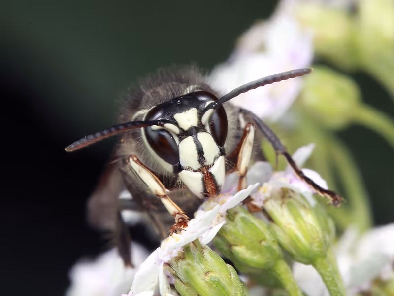 bald-faced-hornet
