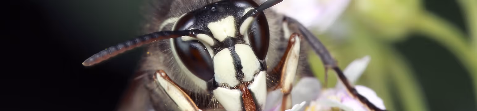 up close of a bald=faced hornet