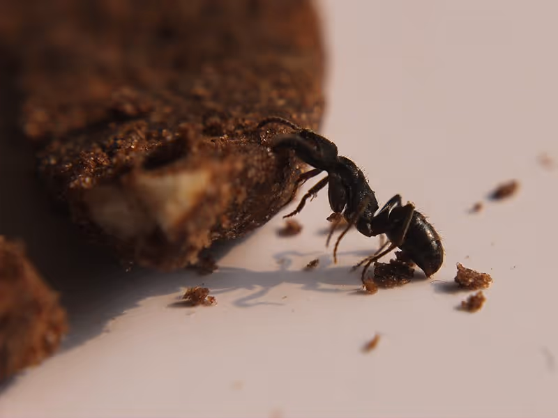 carpenter ant in kitchen eating crumb