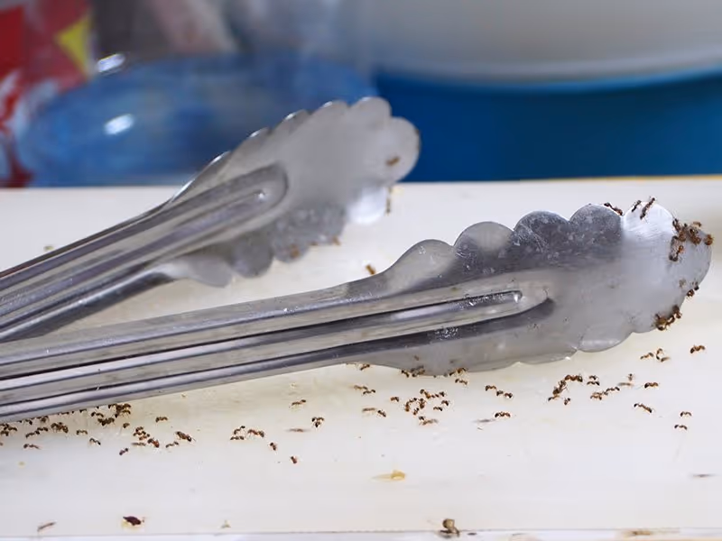 ants crawling on kitchen tongs inside danville va home