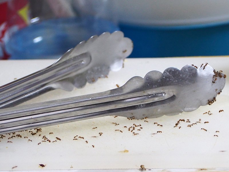 ants crawling on kitchen tongs inside danville va home