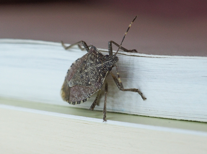 stink bug on a wall