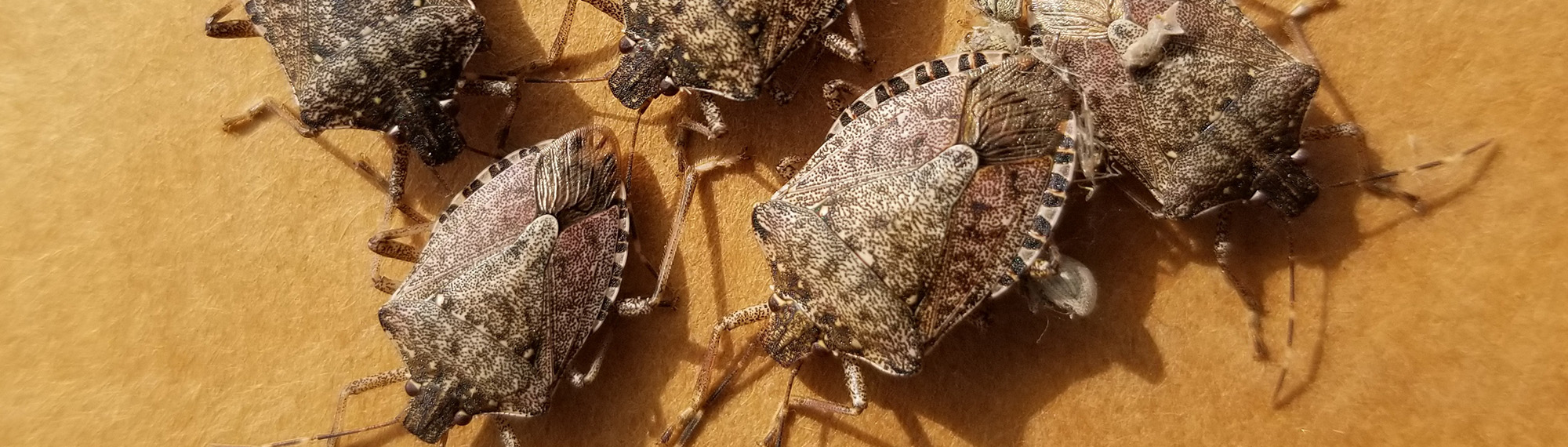 stink bugs on wood