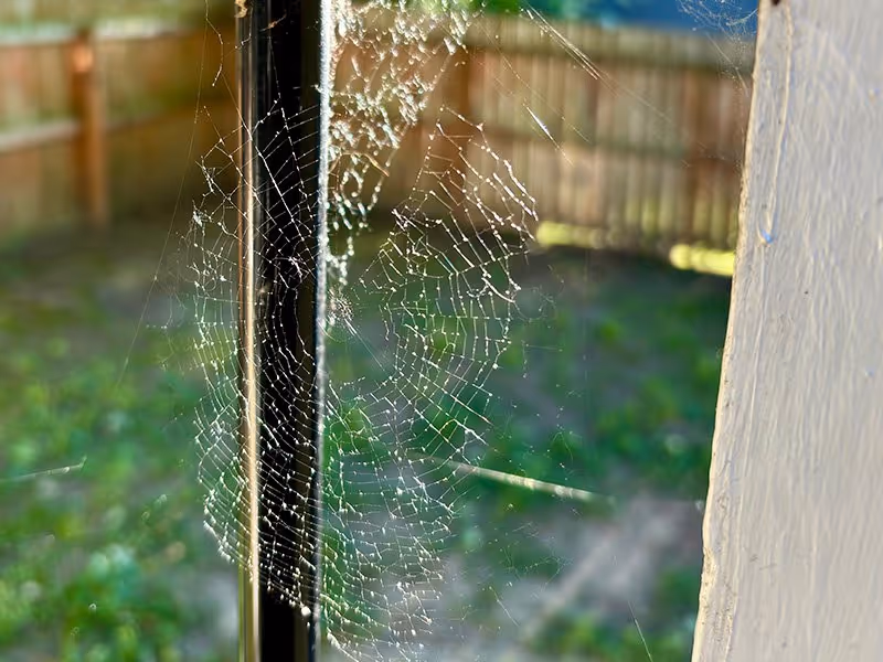 spider web on a porch