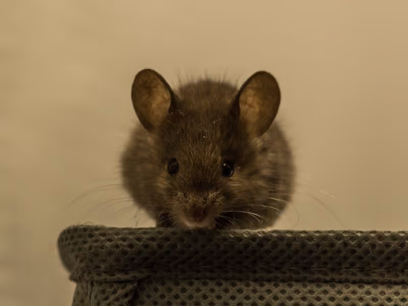 mouse on a couch
