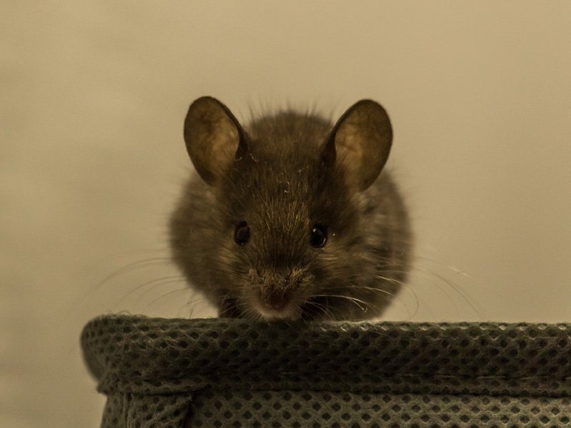 mouse on a couch