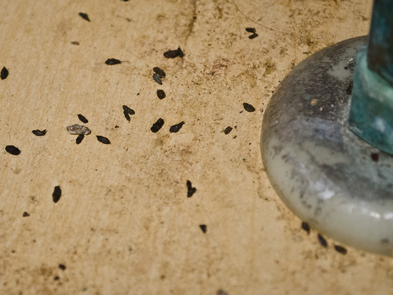 rodent dropping by a pipe