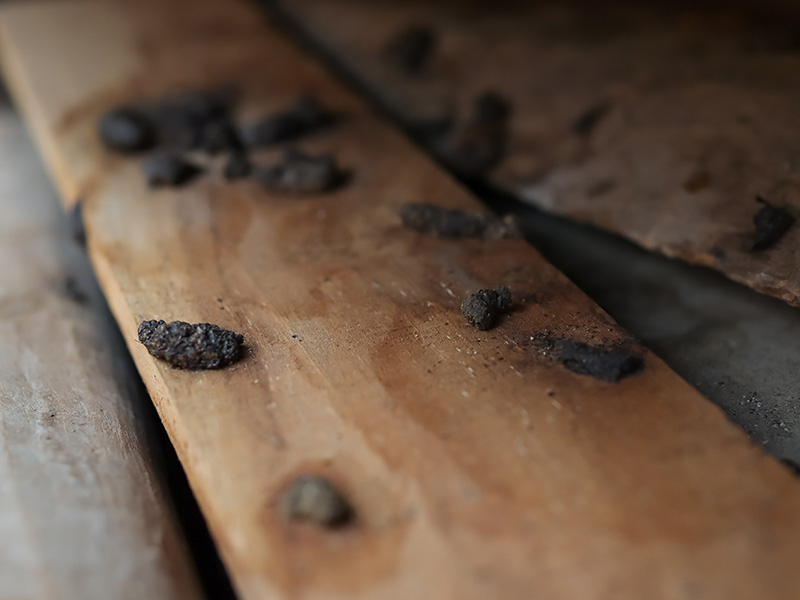 rodent droppings on a board