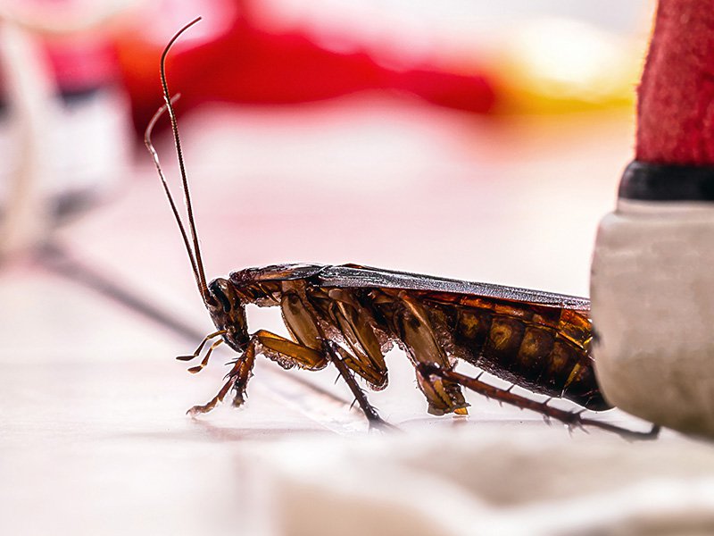 american cockroach in va hoome