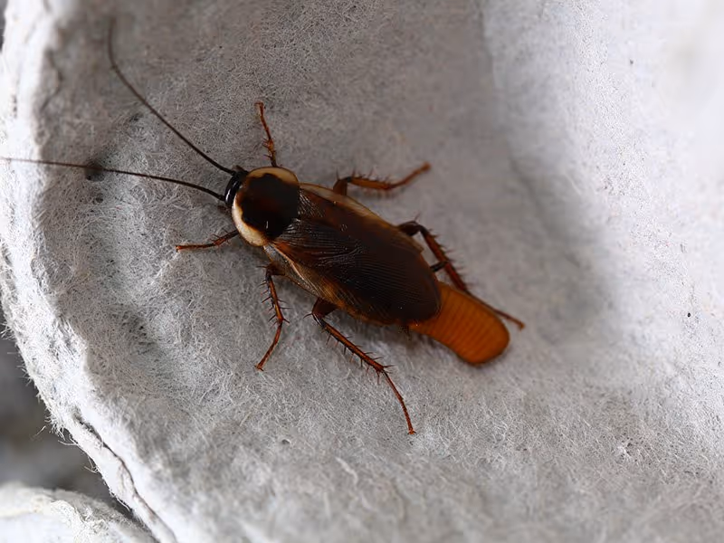 adult female german roach laying egg