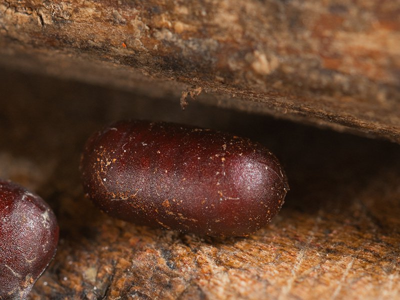 oriental cockroach egg case near virginia home