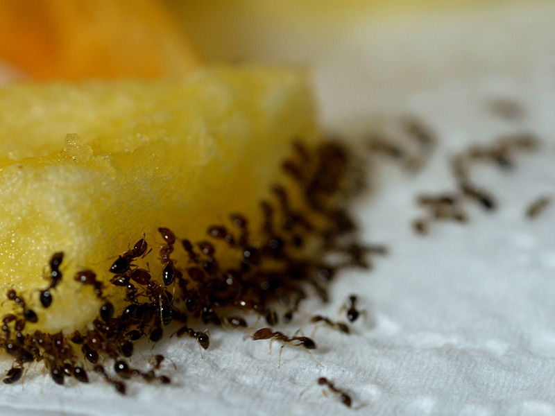 tiny ants on a cake