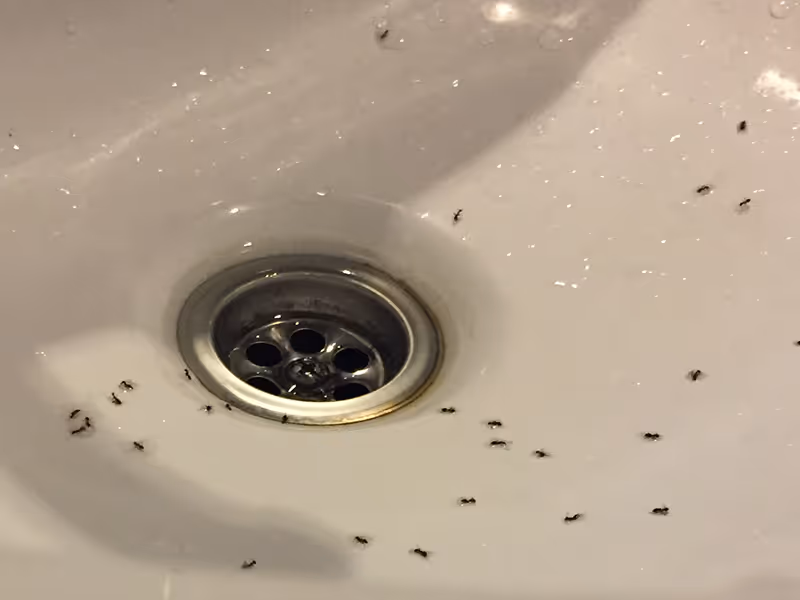 ants in a drain