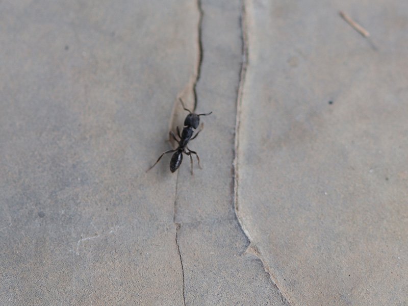 one ant on concrete