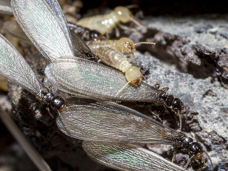 termite swarmers