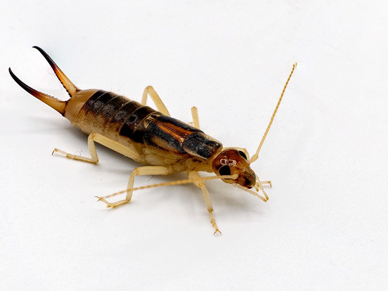earwig crawling on bathroom floor