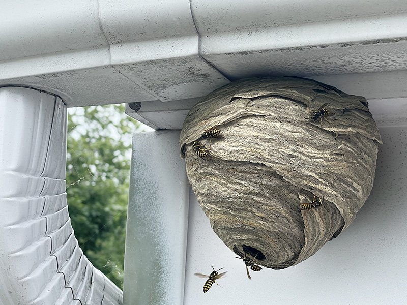wasp nest below gutter
