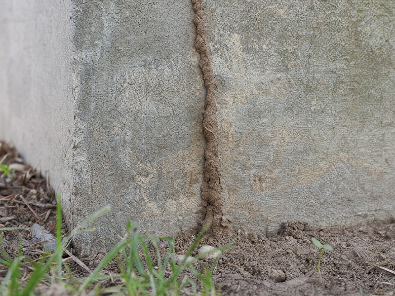 termite mud tube on house foundation