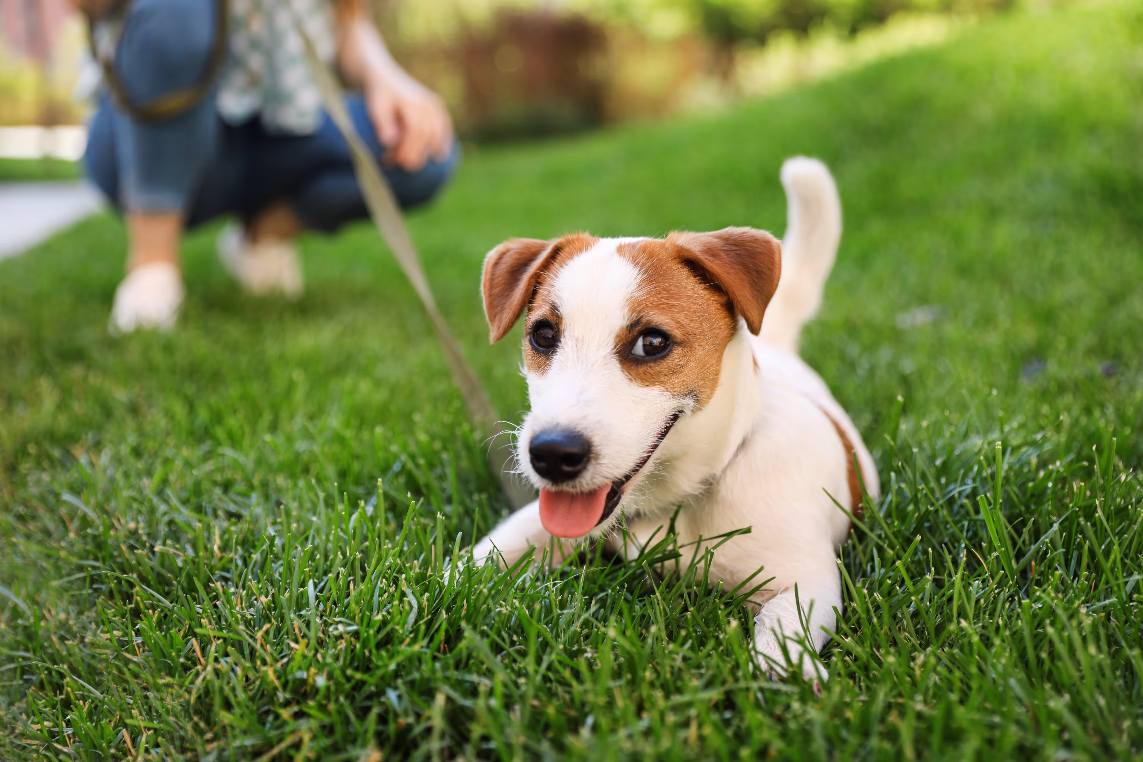 Pet-Friendly Apartments