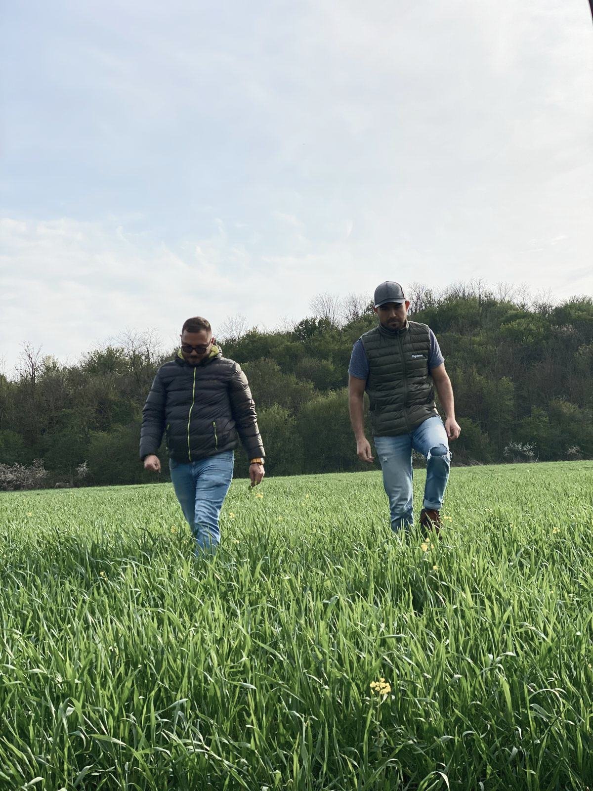 Two farmers walking through a green field inspecting crops