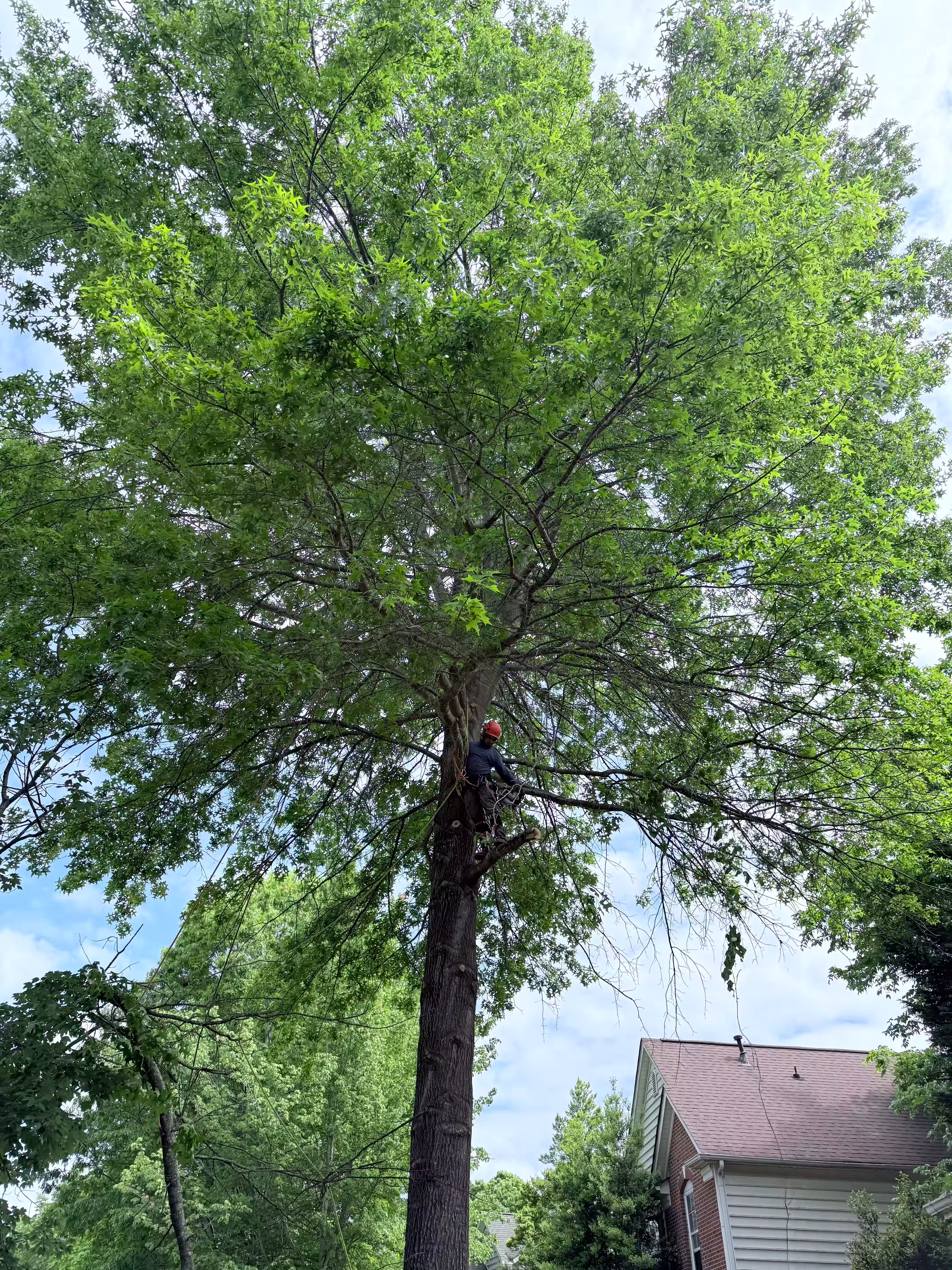 Trimming branches off a big tree.
