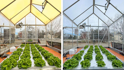 Side-by-side photo of one of the grow cycles at the UC Davis test site, showing visibly improved lettuce sizes under the QD glass. Courtesy of CEE Lab, UC Davis.