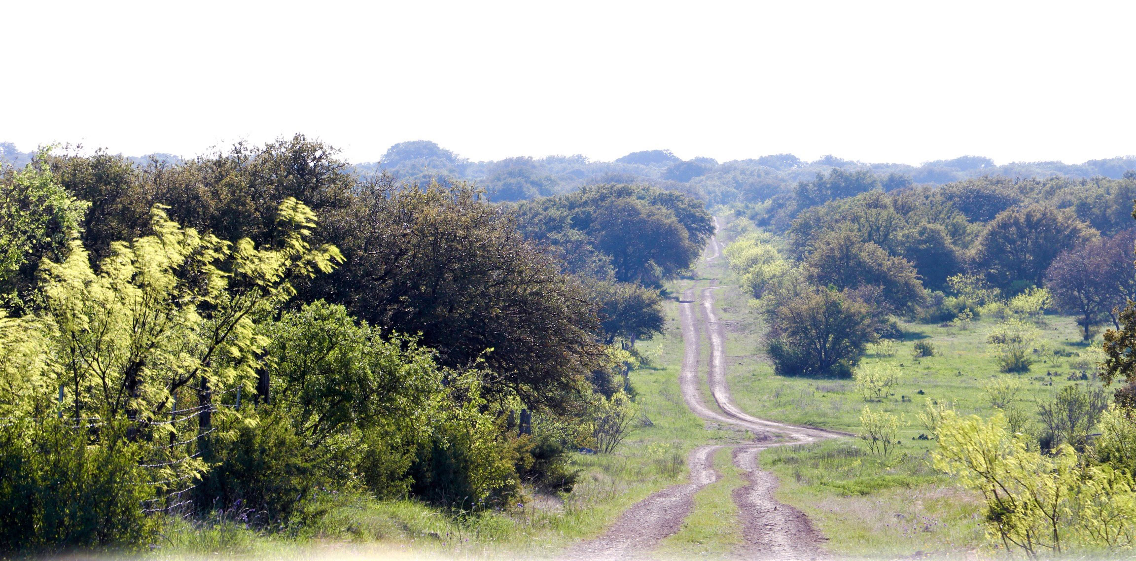 Scenic dirt road winding through lush green mesquite trees and brush on a Texas ranch landscape.