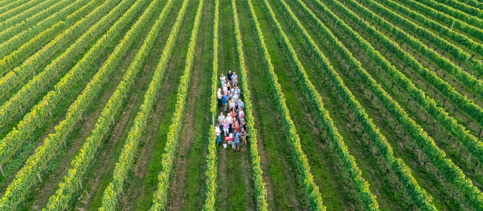 A group of people gathered for a picnic in the middle of rows of green grapevines in a vineyard.