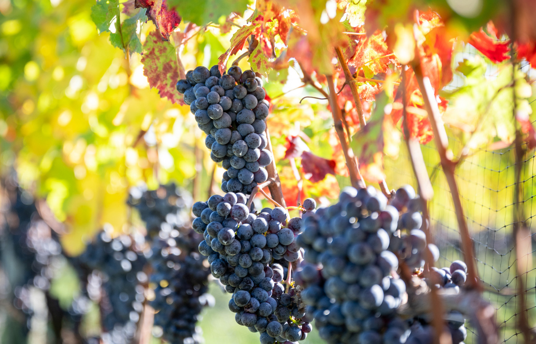 Clusters of dark purple grapes hanging on vine rows with green and red leaves in bright sunlight.