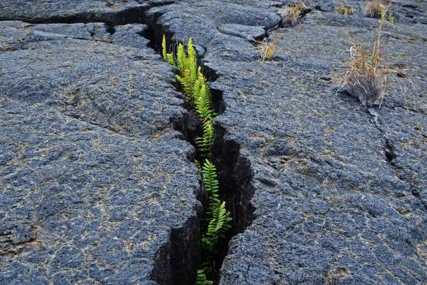 A vibrant green plant sprouts from a crack in dark, rough volcanic rock, symbolizing resilience.