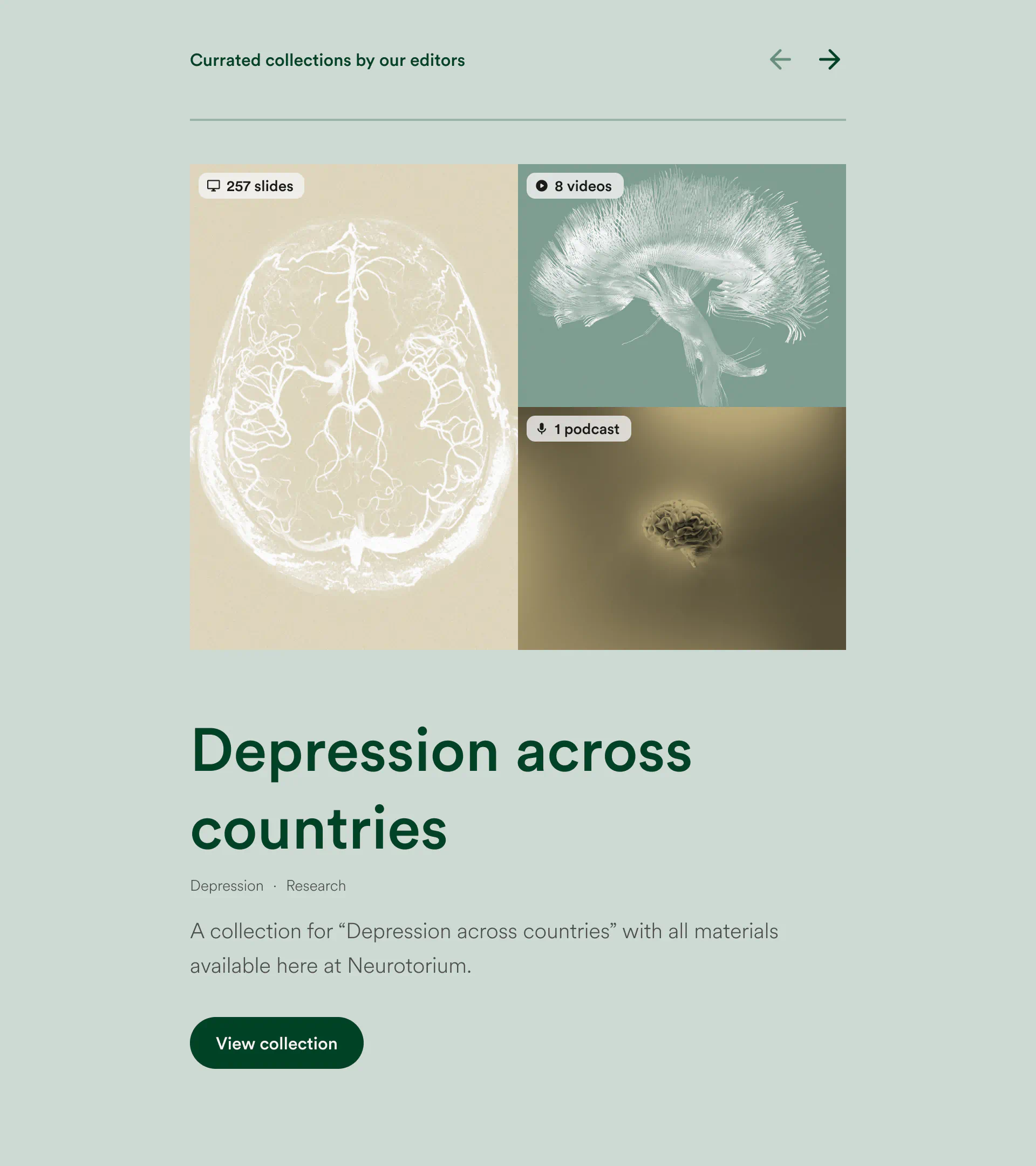 Grid of articles on Neurotorium platform, balancing editorial typography with scientific visuals in a structured digital identity.