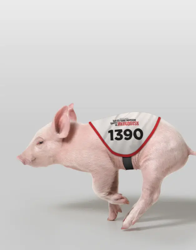 Coop The Great Eco Experiment campaign visual featuring a pig wearing a race bib, showcasing a playful concept-driven identity for a bold sustainability and retail campaign.