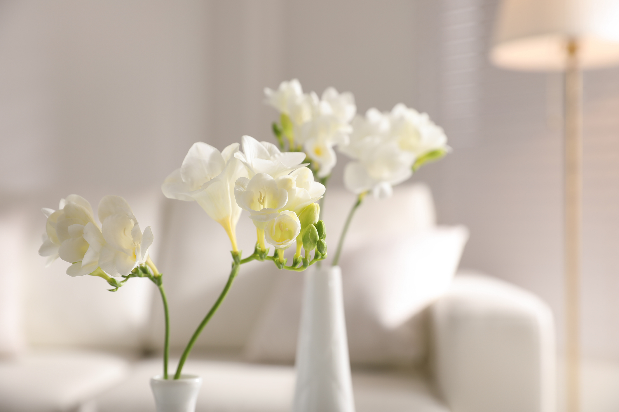 White flowers in ceramic vases on a table in bright, softly lit modern living room