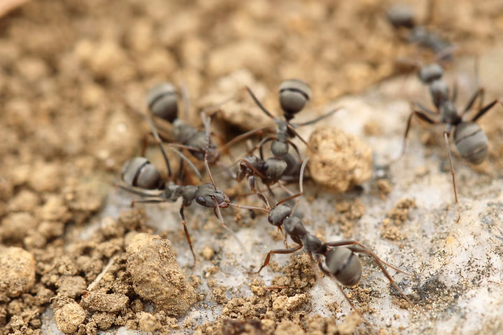 Professional ant pest control service by DOA Pest Control in Yorkville IL
